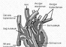 Kalp Nasıl Beslenir?