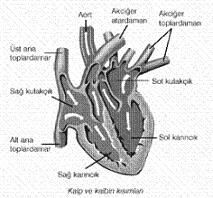 kalpresim1