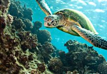 Dalyan Tekne Turu-Dalyan Tekne Turu Resimleri