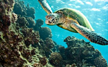 Dalyan Tekne Turu-Dalyan Tekne Turu Resimleri