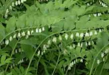 Romatizmaya İyi Gelen Bitkiler