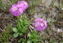 Çuha Çiçeğinin Faydaları Yararları Nelerdir