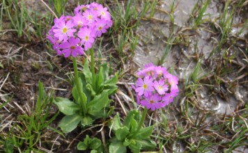 Çuha Çiçeğinin Faydaları Yararları Nelerdir
