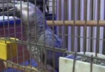 Kedi Gibi Miyavlayan Papağan Videosu