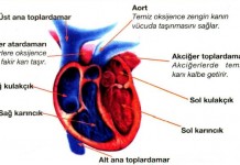 Kalbin Bölümlerinin Görevleri