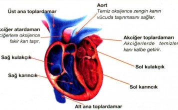 Kalbin Bölümlerinin Görevleri