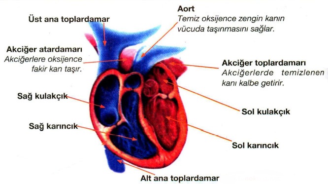 Kalbin-bolumleri-nelerdir-