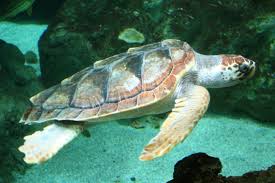 caretta caretta