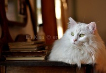 General Mobile Discovery HD Duvar Kağıtları