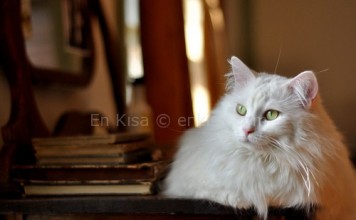 General Mobile Discovery HD Duvar Kağıtları