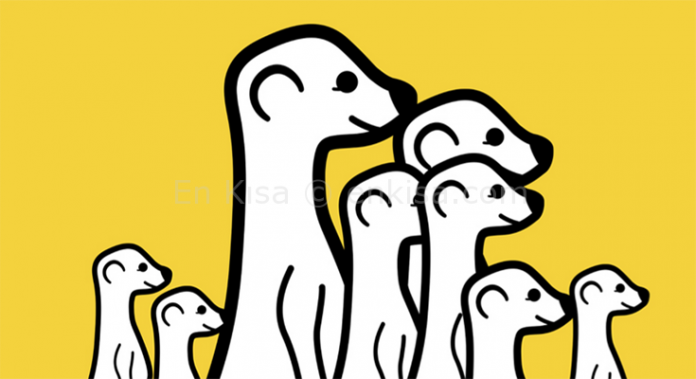 meerkat-android-uygulamasi