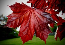 Çınar Yaprağı Nelere İyi Geliyor?