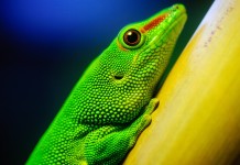 Dünyanın En Tehlikeli Sürüngenleri Nelerdir?