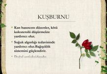 Kuşburnu Yağının Faydaları Nelerdir?