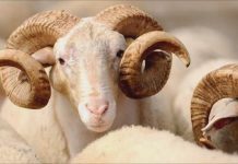 En güzel Kurban Bayramı Mesajları (Kurban Bayramı mesajları 2016)