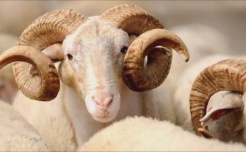 En güzel Kurban Bayramı Mesajları (Kurban Bayramı mesajları 2016)