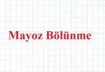 Mayoz Bölünme Nedir ve Evreleri Nelerdir?