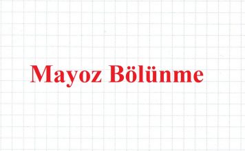 Mayoz Bölünme Nedir ve Evreleri Nelerdir?
