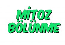 Mitoz Bölünme Nedir-Evreleri Nelerdir?