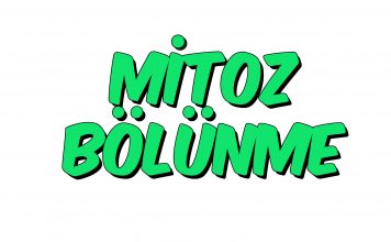 Mitoz Bölünme Nedir-Evreleri Nelerdir?