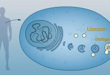 Lizozom Nedir? Özellikleri ve Görevleri Nelerdir?