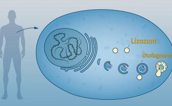 Lizozom Nedir? Özellikleri ve Görevleri Nelerdir?