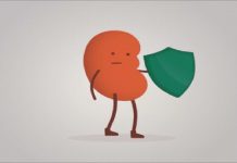 Böbrek Nedir? Özellikleri ve Görevleri Nelerdir?