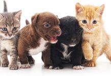 Otobur, Etobur ve Hem Etçil Hem Otçul Hayvanlar Hangileridir