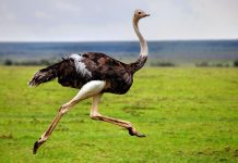 En Uzun Yaşayan 10 Hayvan Türü