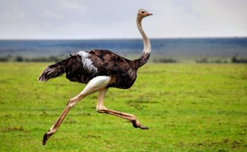 En Uzun Yaşayan 10 Hayvan Türü