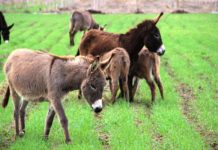 Eşek Sütünün Faydaları