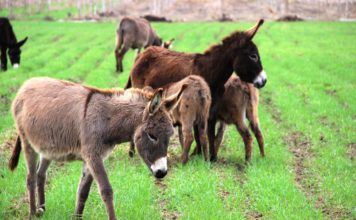 Eşek Sütünün Faydaları