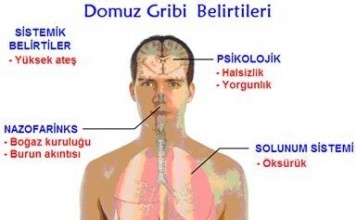 Domuz Gribi Belirtileri